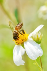 Little bee smell the flower