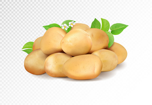 Realisic vector potatoes grope on transparent background. Potato with leaf and flowers.
