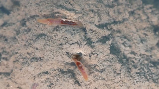 aquatic earthworms are staying in the mud under the pond