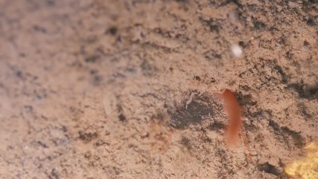aquatic earthworms movement in the mud sediment in the pond