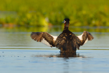 Black-necked grebe (Podiceps nigricollis)