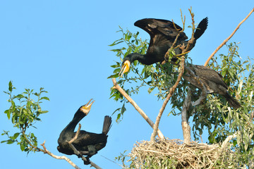 Great cormorant (Phalacrocorax carbo)