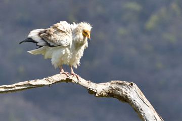 Egyptian Vulture on a Branch