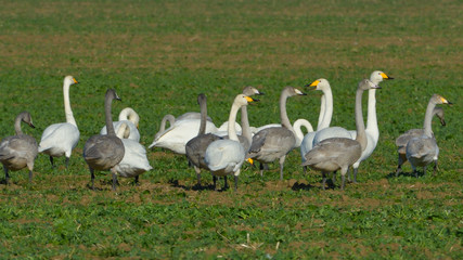 Whooper swan (Cygnus cygnus)
