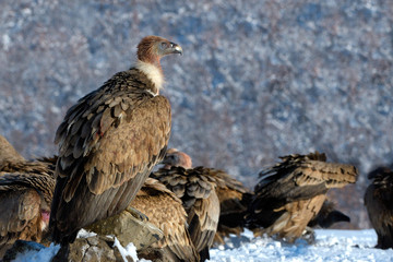 Griffon Vulture Resting on a Rock, in Mountains, in Winter