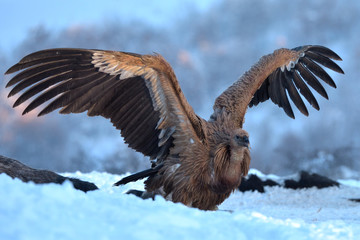 Griffon Vulture Landing, in Winter Landscape