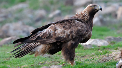 Golden Eagle Sitting on the Ground