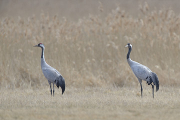 Fototapeta premium Common Cranes, on the field, in spring migration
