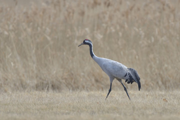 Common Crane, on the field, in autumn