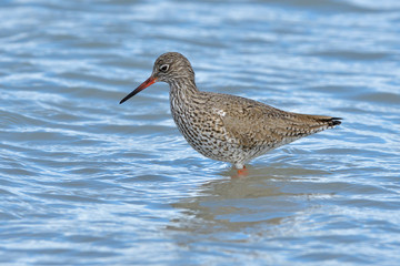 Common Redshank in shallow water