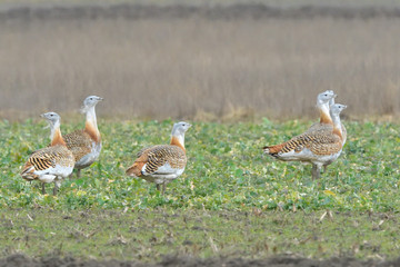 Great Bustard (Otis tarda) on the field in springtime