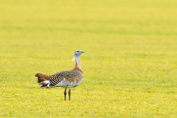 Great Bustard (Otis tarda) on the field in springtime