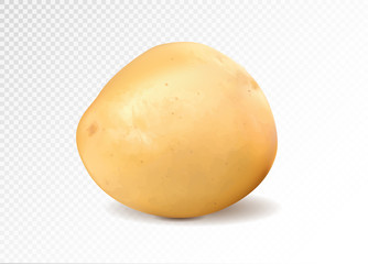 Realistic potato, 3d vector illustration