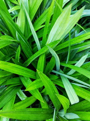 Obraz premium Line and shadow on bright green leaves background