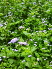 Line and shadow on bright green leaves background