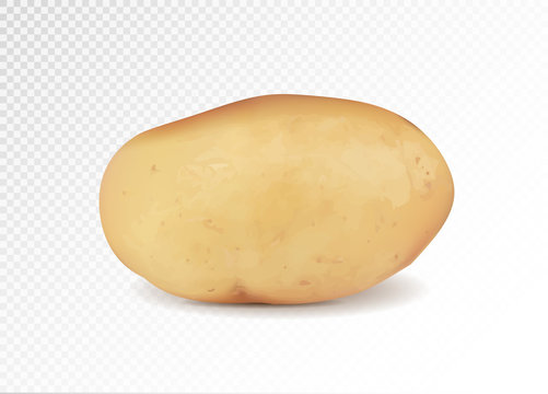 Realistic potato, 3d vector illustration