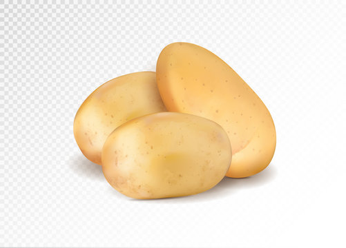 Realistic potato. Three potatoes grope. 3d vector eps10