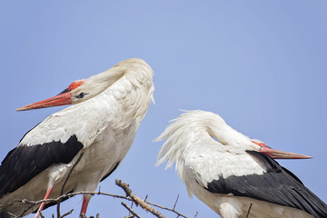 White storks in love game
