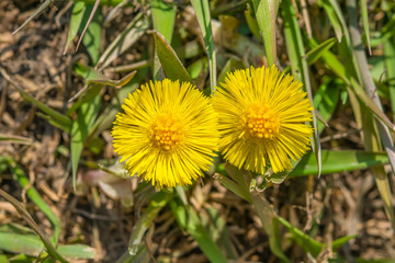First spring yellow flowers primroses tussilágo mother and stepmother on the ground and old leaves close-up
