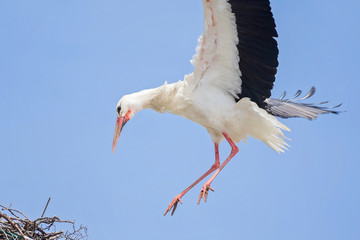 White storks in love game
