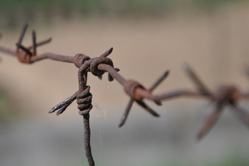  barbed wire