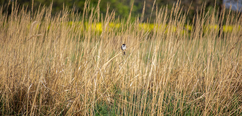 Obraz na płótnie Canvas Small bird sit in high dry grass