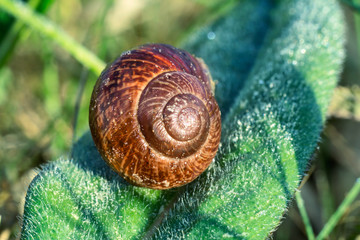 Small snail shell on green leaf, macro photo