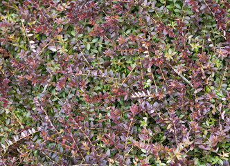 Leaves and twigs of marsh cranberry. Texture.