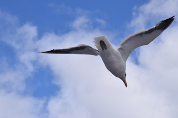 Gaviota