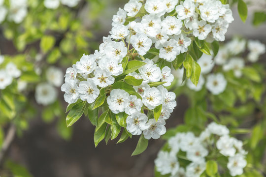 Close up of White Blossom Pear Tree Branch