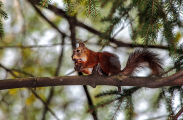 Squirrel on Branch