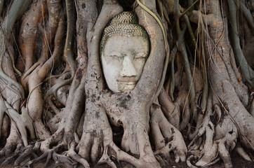 Big head buddha at tree in Wat Mahatrat temple in Ayuttaya historical park , Middle of Thailand