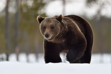Brown bear walking through a thick snow
