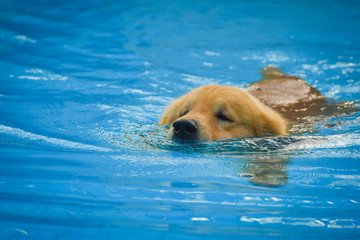 Dog (Golden Retriever) Exercises in Swimming Pool