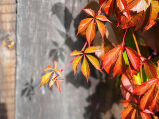 Multi-colored leaves of decorative grapes in the fall on the background of old boards.