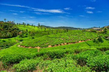 Fototapeta na wymiar Tea plantations and factory in Sri Lanka.