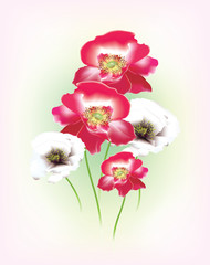 Colorful poppies with bright colored background