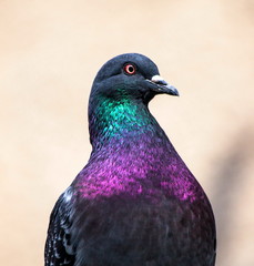 Pigeon's Head