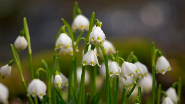 Spring snowflakes (Leucojum vernum) in forest