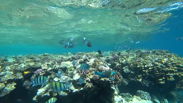 school of Indo-Pacific sergeant swims over coral reef, Red sea, Egypt
