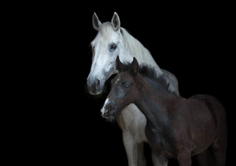 Arabian mare with a foal isolated on black background. - 203345609