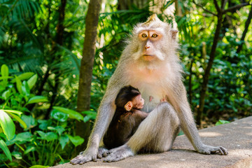 Monkey family resting