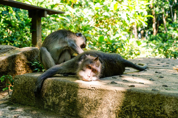 Monkey family resting