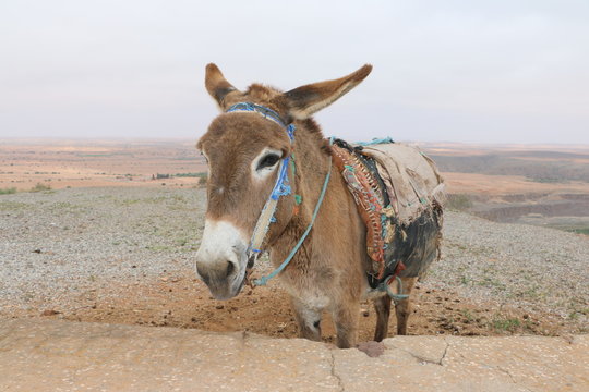 Sad donkey in desert in a summer
