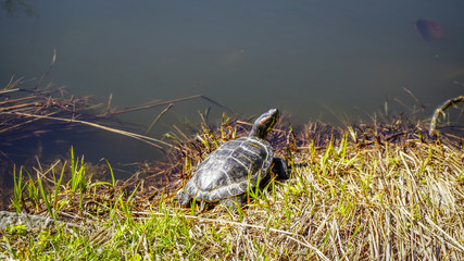 Turtle sunbathing in Copenhagen, Denmark