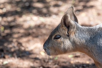 Patagonian mara (Dolichotis patagonum), also known as the Patagonian cavy.
