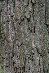 Texture of tree bark for background