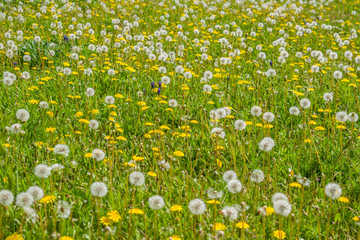 Meadow of the botanical garden of Alcalá de Henares full of flowers and seeds of dandelion, taraxacum, on a spring morning.