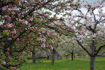 Frühling in der Streuobstwiese