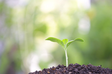 Pumpkin sprout growing